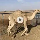 ل لبيع حشو العدد الموقع الطرفية الغربية