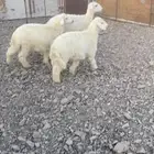 طليين ورخل للبيع