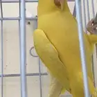 انثى دره لاتينو ( تم البيع )
