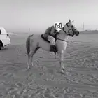 حصان شعبي كفو .