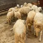 طليان للبيع