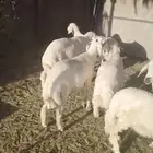 غنم