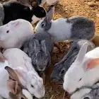 ارانب طيبات شرط صحه وعدال سليمات من الامراض العدد13مع ذكر