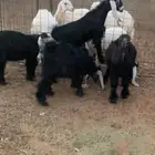 تيوس ذبايح عدد 4