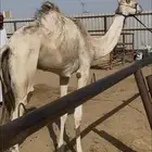 للبيع بكره طيبه