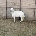 شاه حايل للبيع