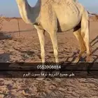 ناقه على جميع الشروط توها مموت اليوم
