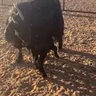 عنزين خلفات كل وحده تحتها تيس