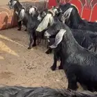 معزاء طيبه وصنف ناهيه ماشاء الله تبارك الرحمن