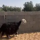 شاه حايل طيبه