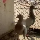 حمام