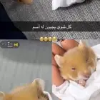 هامستر
