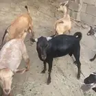 ذبائح كفو