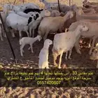 غنم مقاني رقم واحد مراح حريات