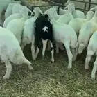 للبيع هرافى حريات