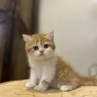 قط للبيع