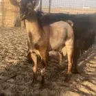 تيس جنوبي خصم