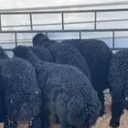 بهم نعيم طيب