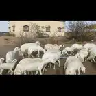 غنم ولد ودفع كفو