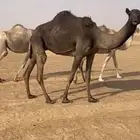 ناقه معشر كفو حليبها كفو غزير وهديه وع الشرط