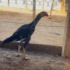 دجاج سندي