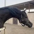 فرس شعبيه
