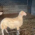 مشروع فحل فاخر