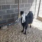 معزاء عوارض خلفات