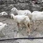 ضان