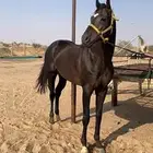 حصان