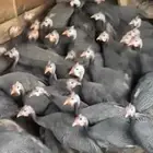 دجاج حبشي