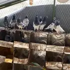 حمام بكستاني تيدي ورمات