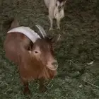تيوس قزميه