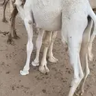 قعود للبيع