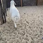 رخل هرفيه. فل الفل.