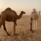 حشو بكره وقعود