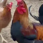 ديك عربي 2