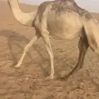 حايل كفو بريه