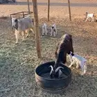 معزا متابيع