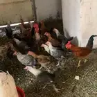 دجاج بلدي شرط النضافه