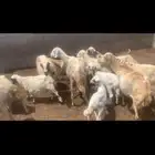 19غنم بدون اولد 10 غنم مع أولده 10و4 غنم و8اولده و8ضام مع8