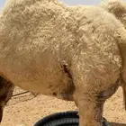 نياق ضحايا للبيع