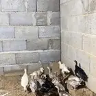 صوص رومي