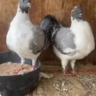 حمام كنق