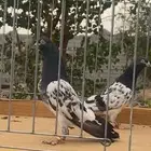 جوز رام اساس