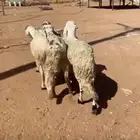 سواكن العدد4 فل شحم