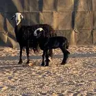 متبع تحتها رخل فل الفل مشروطه