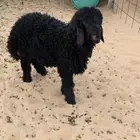 خروف سمين طيب. حدود 5 شهور