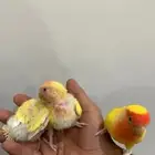 روز لاتينو عيون حمر