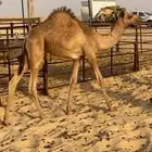 للبيع قعود طيب وساسه طيب